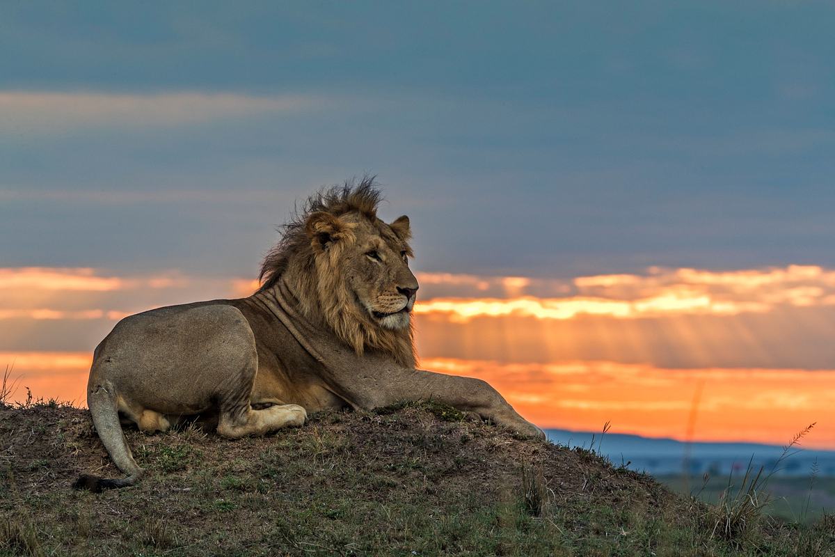 Big Cat Tales - Afrikas Raubkatzen big cat tales - afrikas raubkatzen