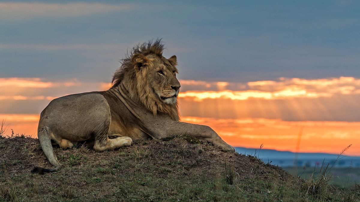 big cat tales - afrikas raubkatzen