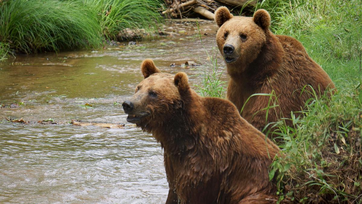 das grizzly-projekt