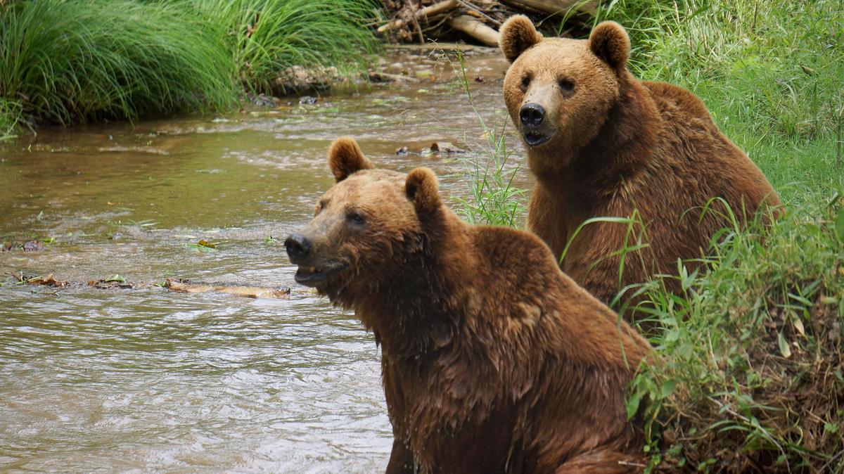 Das Grizzly-Projekt das grizzly-projekt