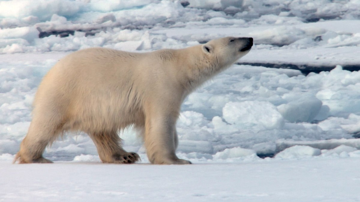 die sprache der tiere