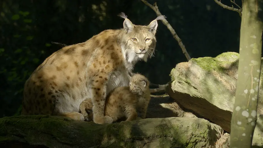 3satThementag: Österreich wild & schön / Universum 3satthementag: österreich wild & schön / universum
