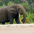 Surfing Hippos - Der Strand der Dschungeltiere Thumbnail