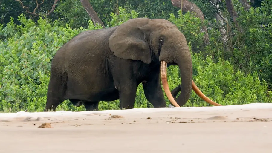 Surfing Hippos - Der Strand der Dschungeltiere surfing hippos - der strand der dschungeltiere