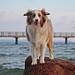 hundkatzemaus Thumbnail