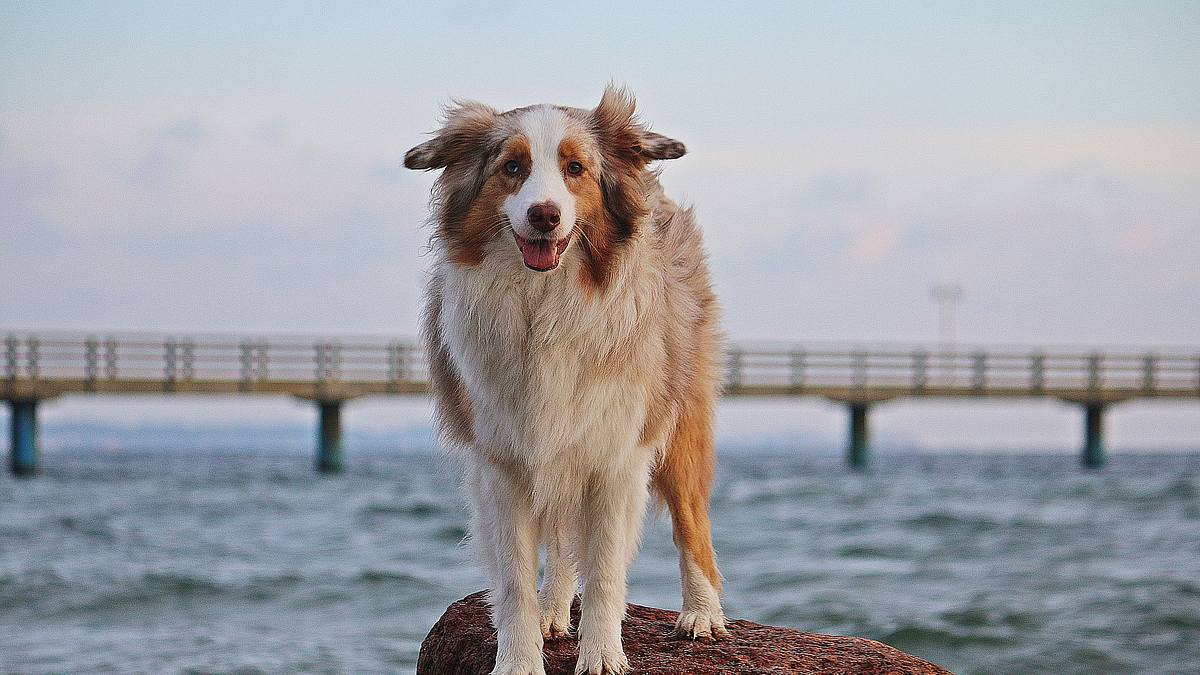 hundkatzemaus