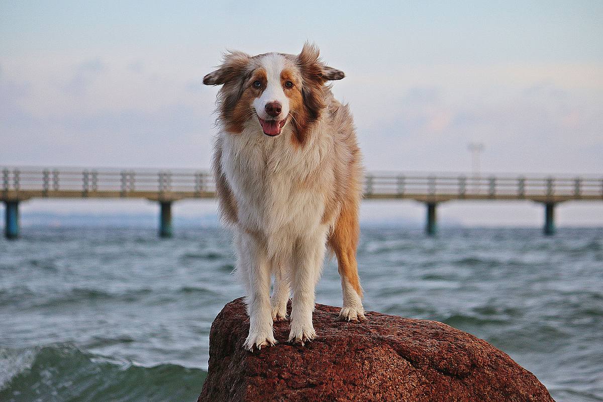hundkatzemaus