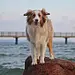 Der Hundeprofi - Rütters Team Thumbnail