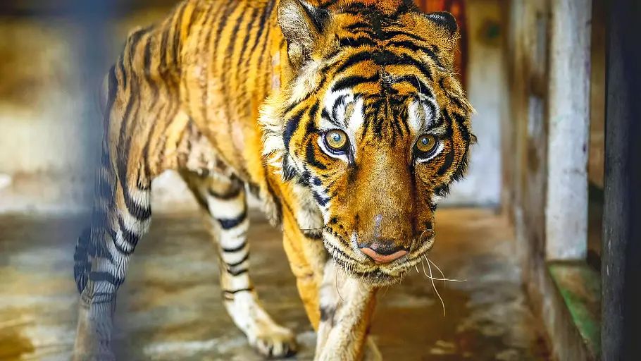 Wildlife Crime - Milliardengeschäft Tierhandel wildlife crime - milliardengeschäft tierhandel