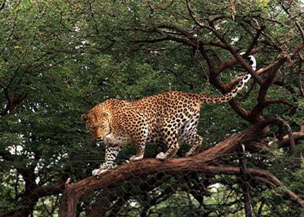 Das Waisenhaus für wilde Tiere - Abenteuer Afrika das waisenhaus für wilde tiere - abenteuer afrika