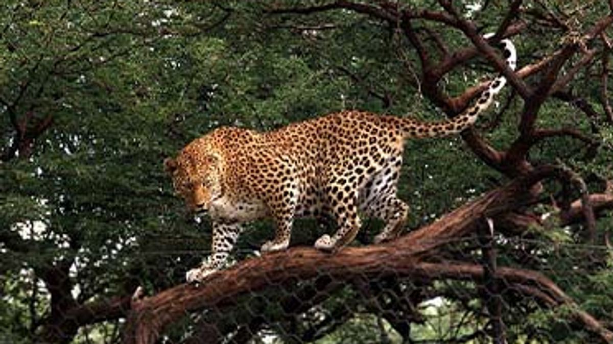 das waisenhaus für wilde tiere - abenteuer afrika