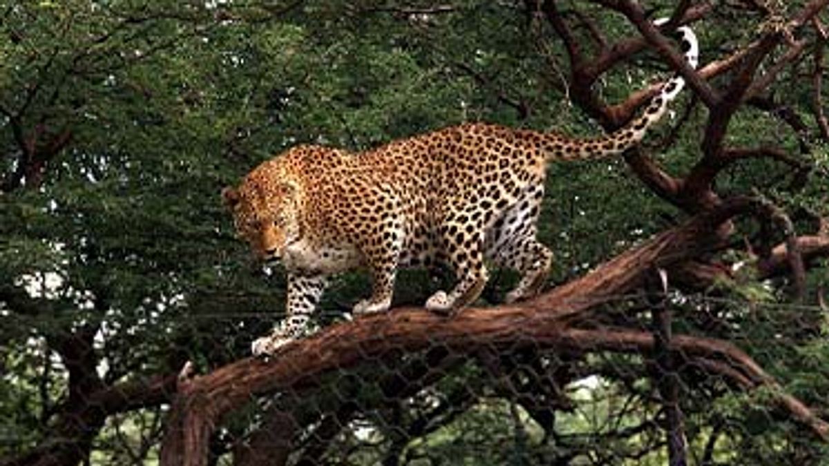 das waisenhaus für wilde tiere - abenteuer afrika