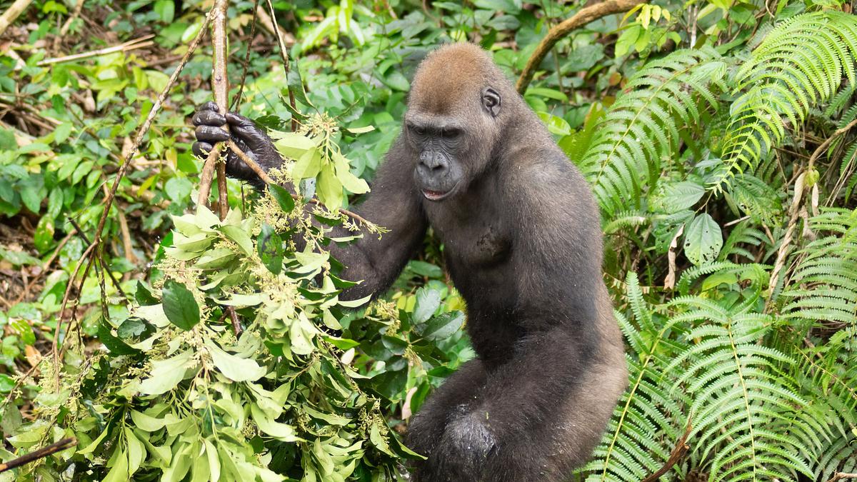 gorillas hautnah