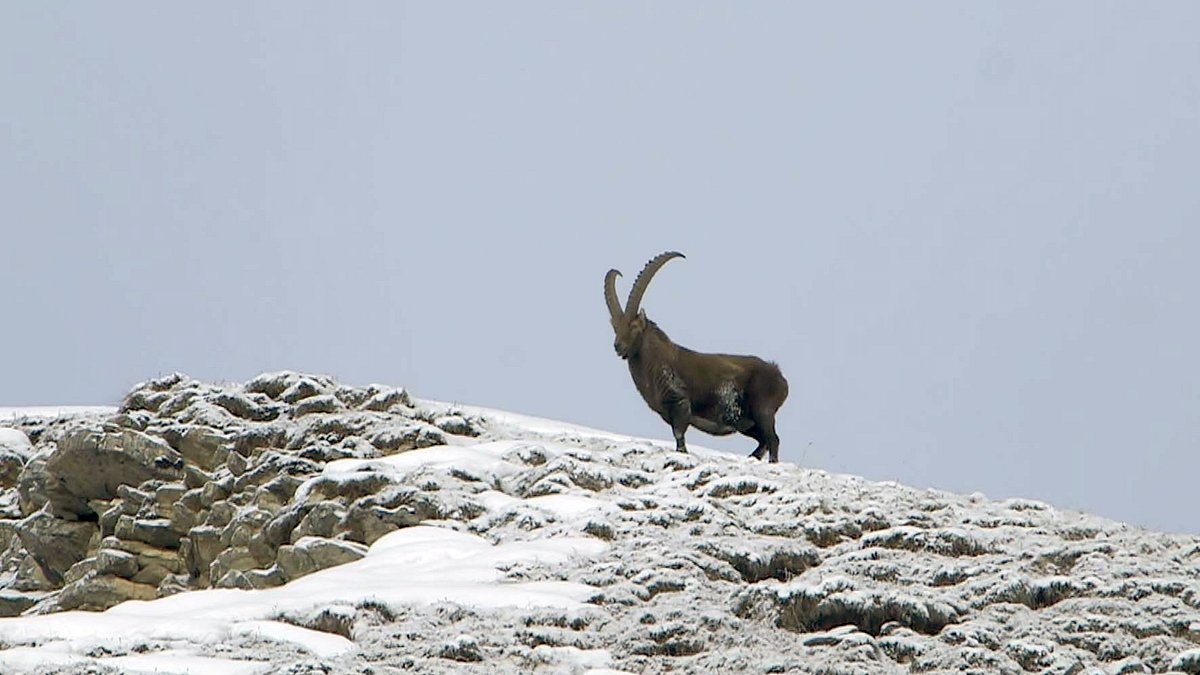 winter in den schweizer alpen - wie tiere überleben