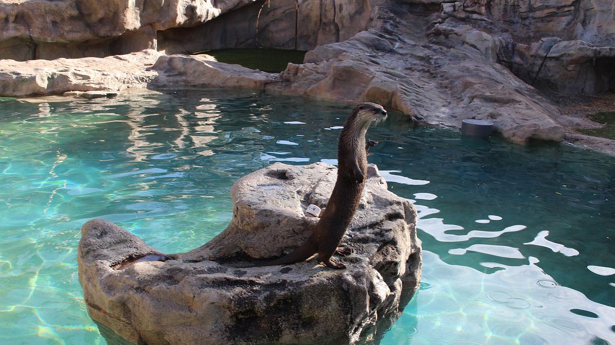 dr. ole: tierarzt im einsatz
