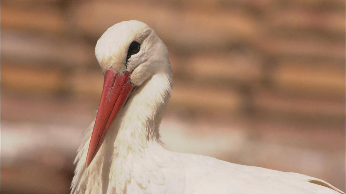 welt der tiere