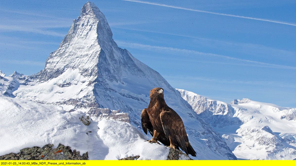 expeditionen ins tierreich