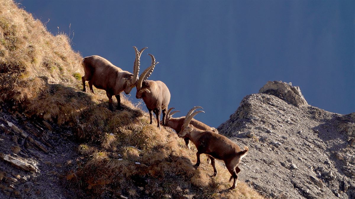 die alpen im herbst