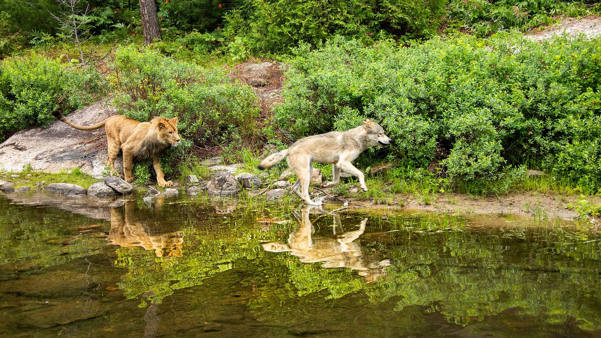 der wolf und der löwe