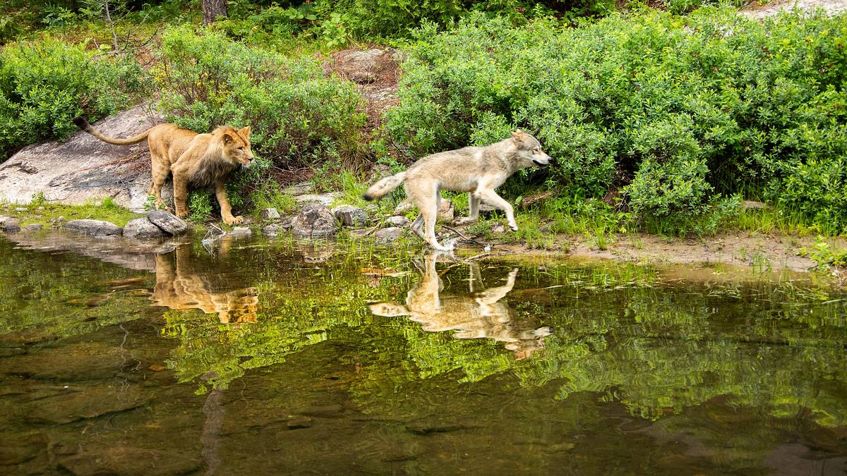 der wolf und der löwe