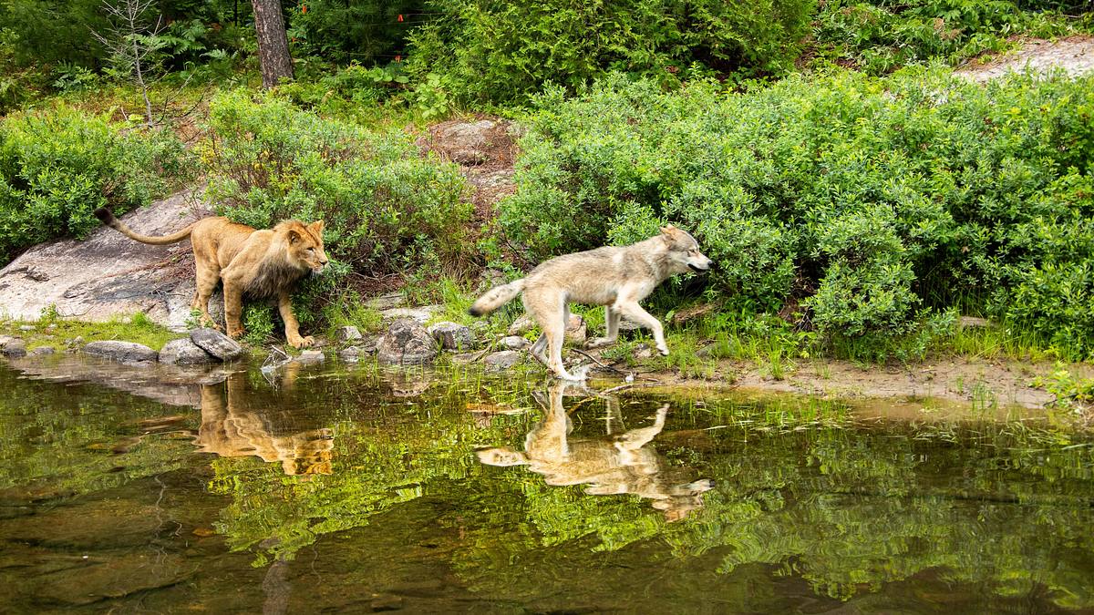 der wolf und der löwe