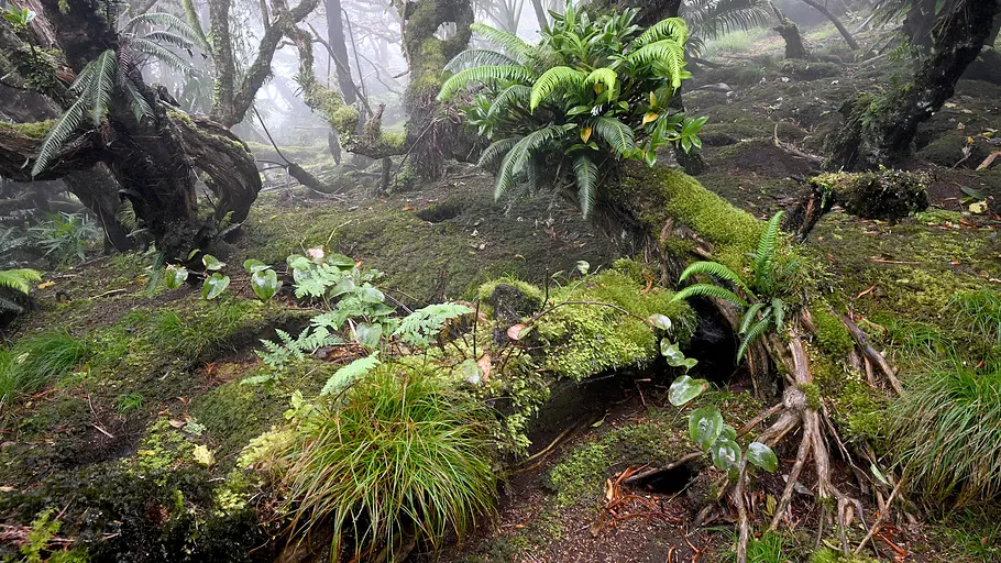 Lord Howe Island - Das gerettete Paradies lord howe island - das gerettete paradies
