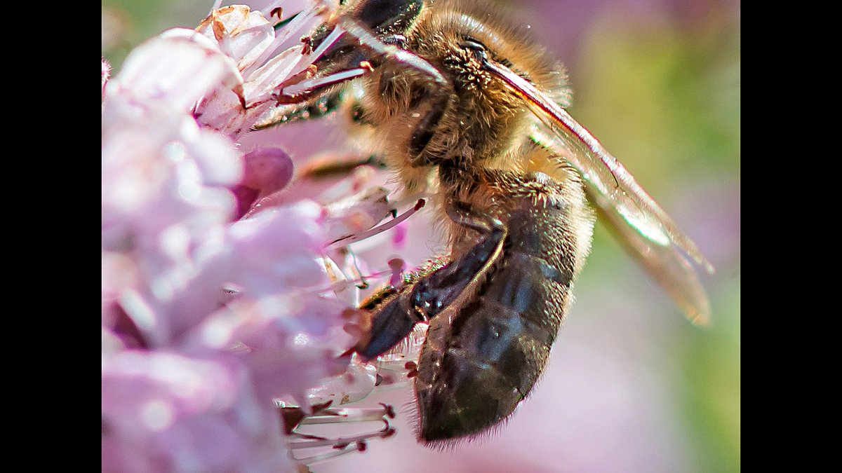ziemlich wilde bienen