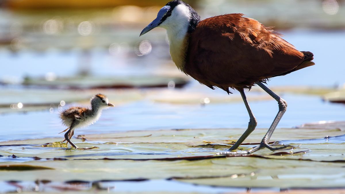 die flut - okavango unter wasser