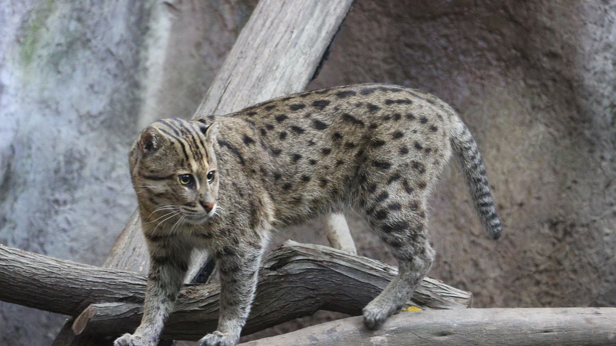 san diego zoo