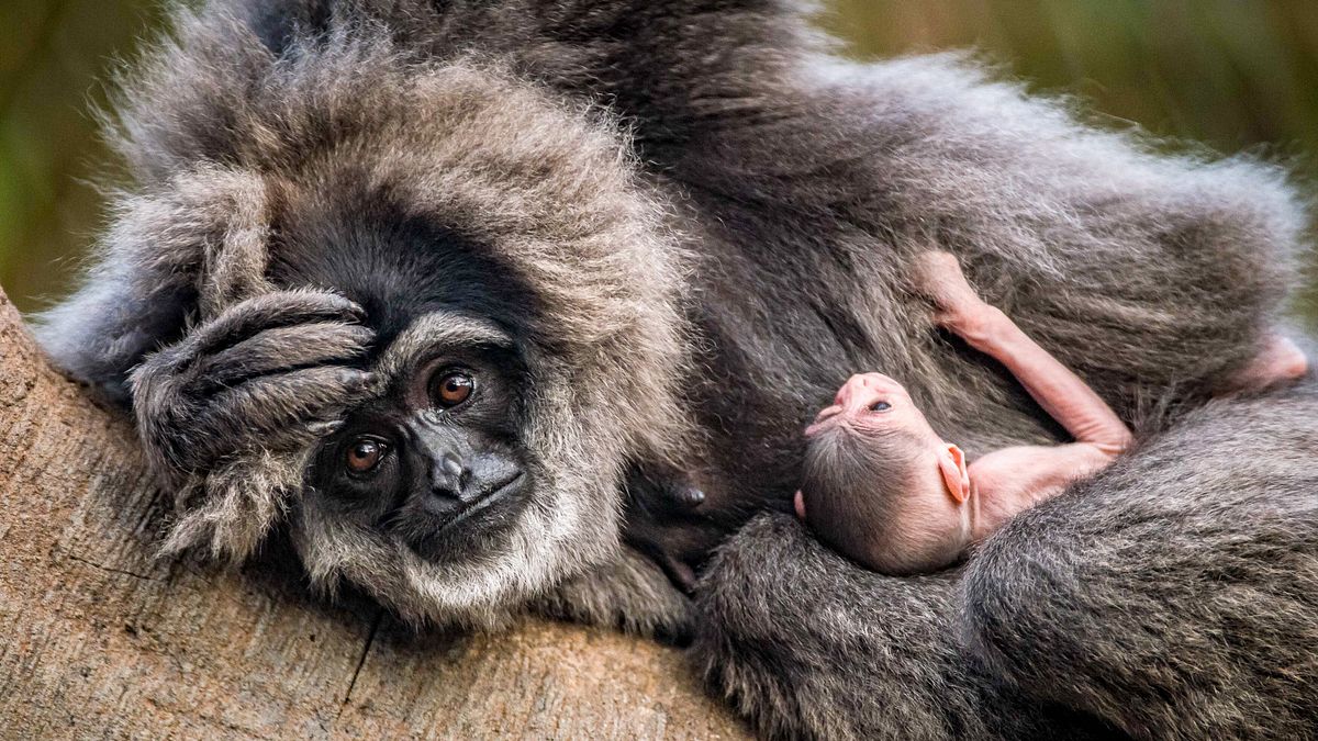 zoo und so - tierisch wild!
