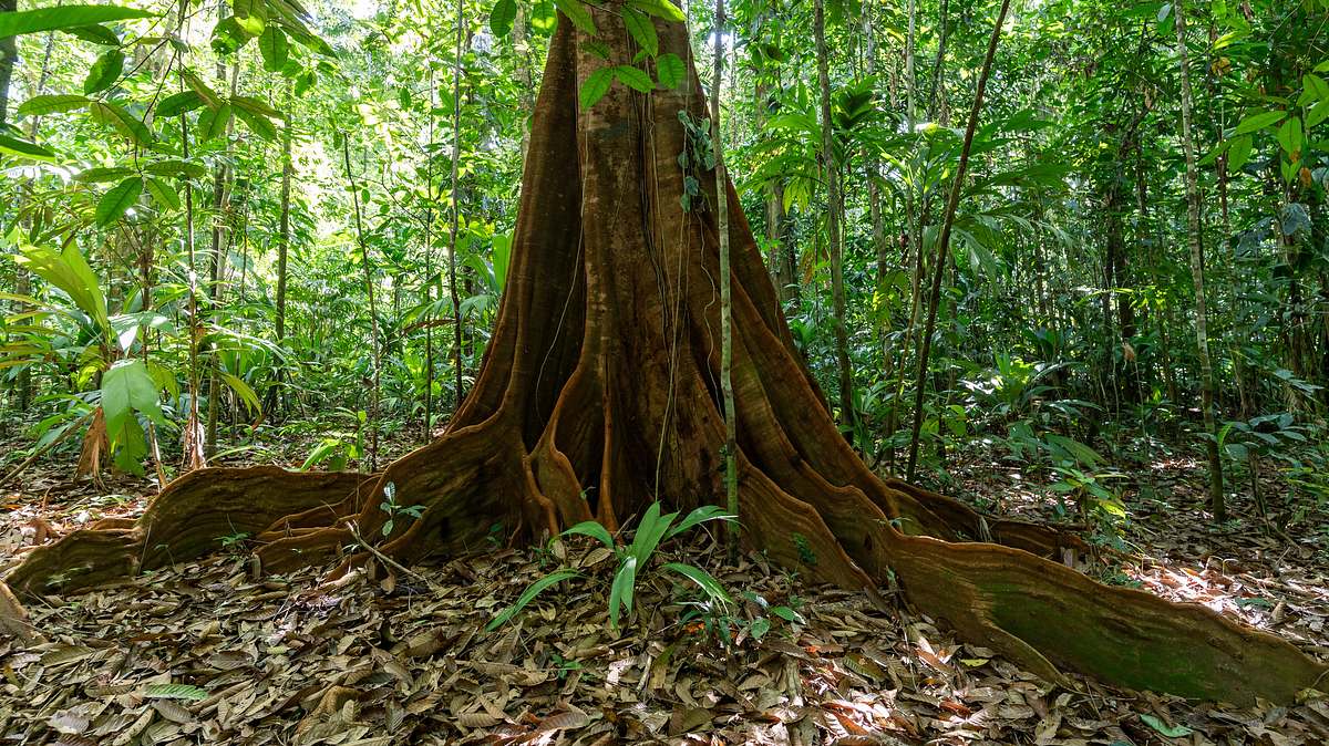 hoffnungsträger wald - können bäume das klima retten?