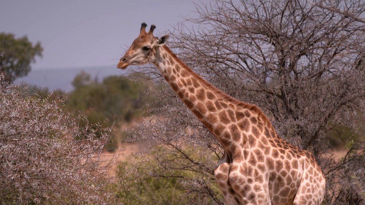 team wildlife südafrika