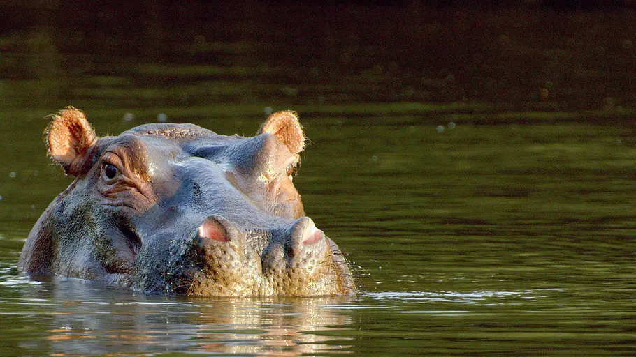serengeti - wilde geschichten aus der savanne