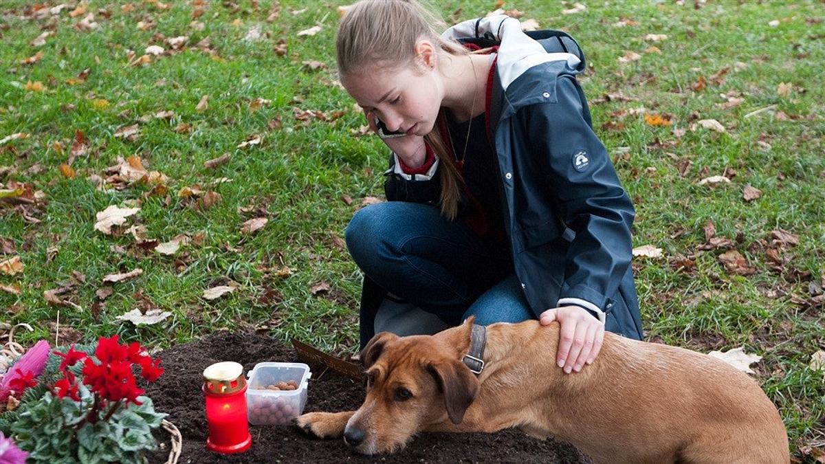 tiere bis unters dach