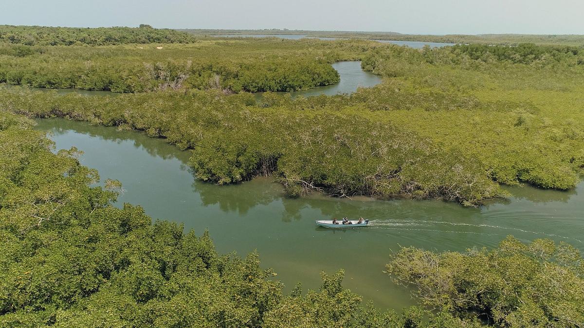 giganten unter wasser - riesenfischen auf der spur