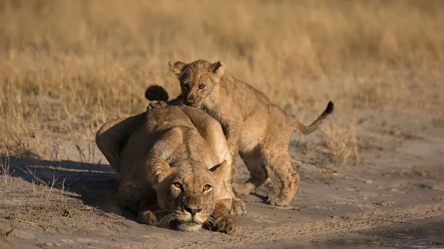 savage kingdom