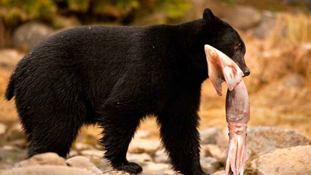 geheimakte wildnis