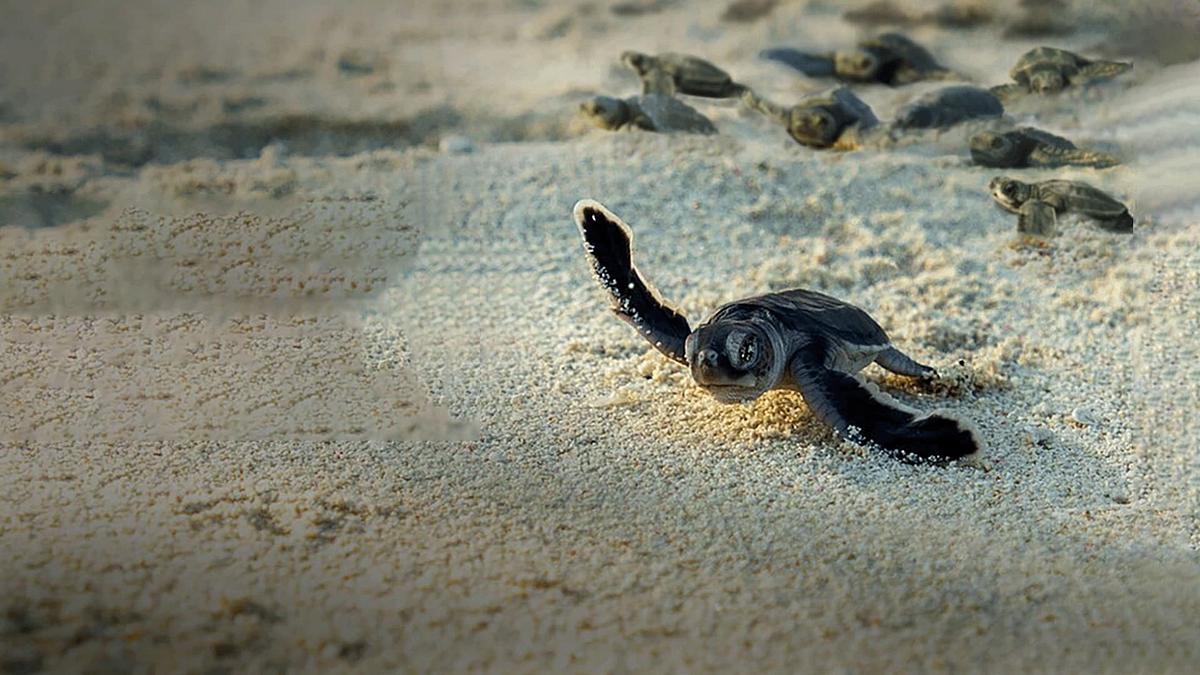 Unglaubliche Tierwanderungen