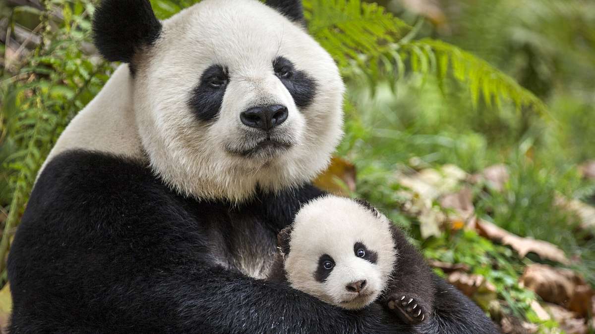 Born in China Born in China