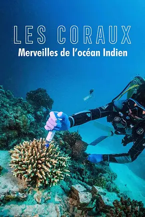 Zauber der Korallenriffe: Der Indische Ozean - Foto: TMDB Zauber der Korallenriffe: Der Indische Ozean - Foto: TMDB