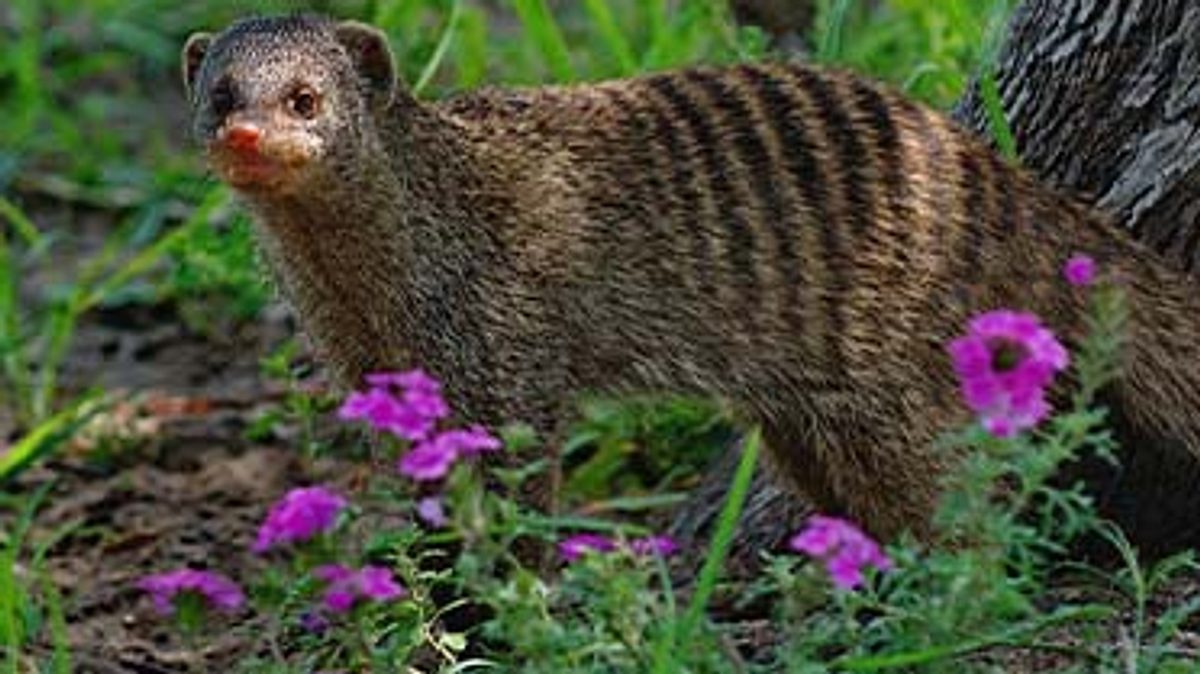 das waisenhaus für wilde tiere - abenteuer afrika