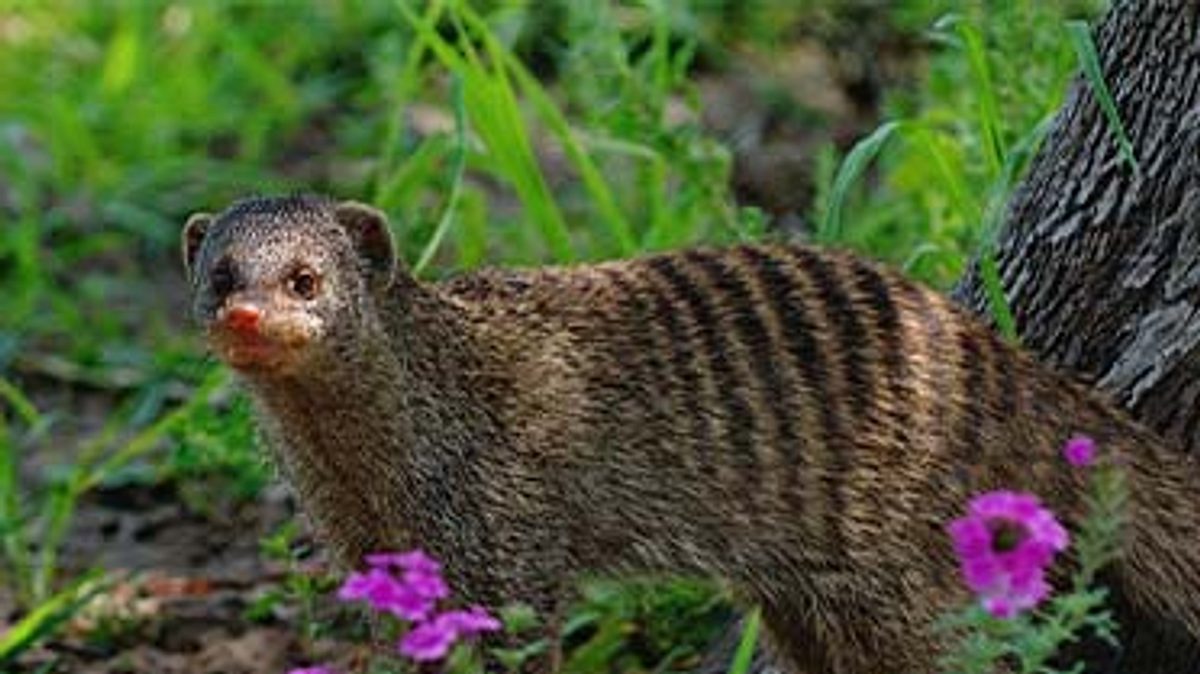 das waisenhaus für wilde tiere - abenteuer afrika