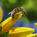 Tierische Superhelden Thumbnail