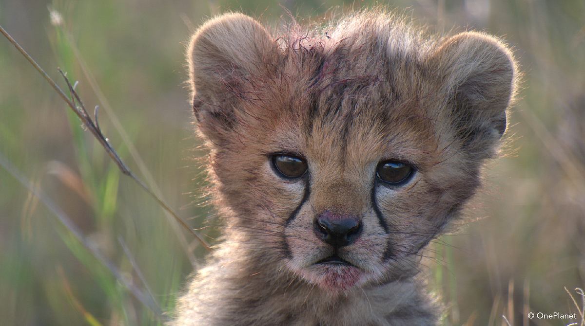 tierbabys in afrika