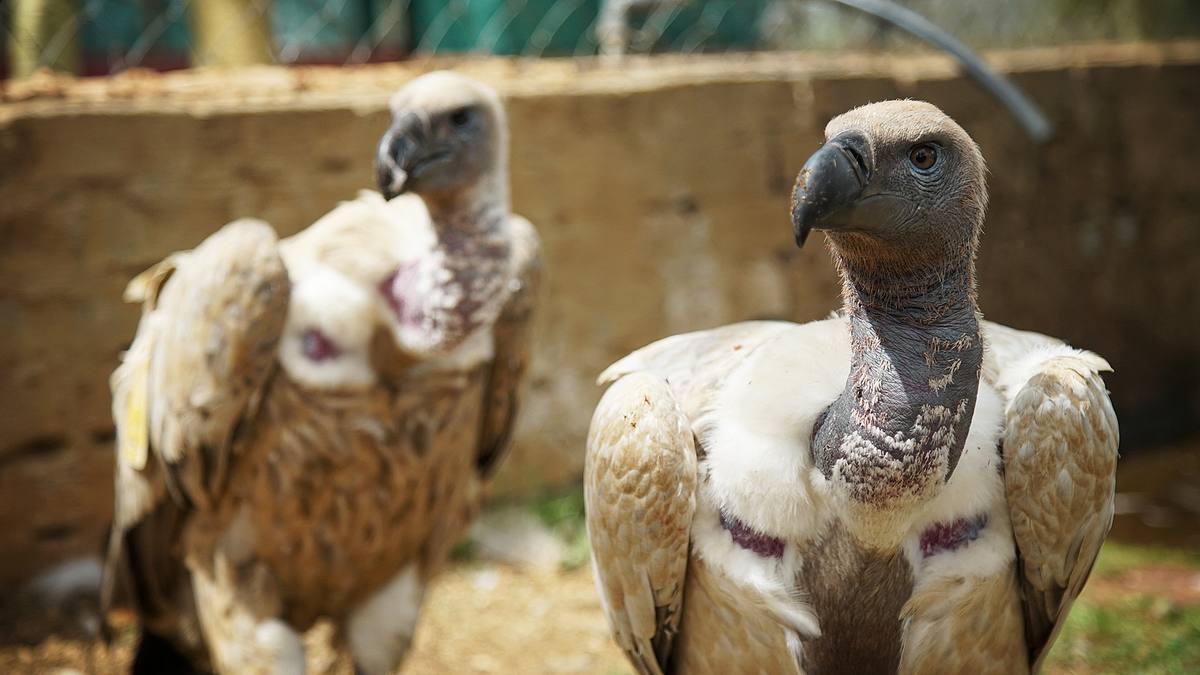 die superkräfte der tiere