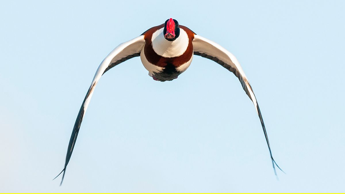faszinierende flieger - das geheimnis der zugvögel