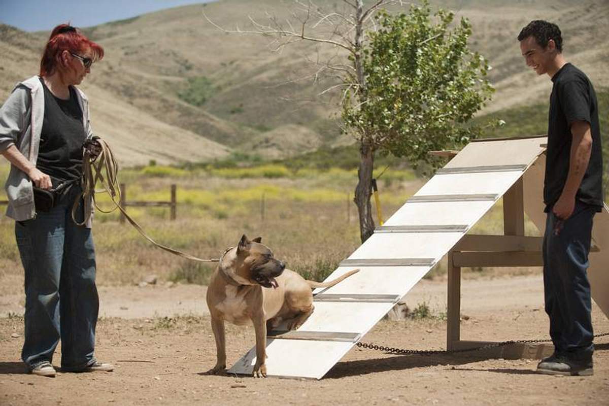 Pitbulls auf Bewährung pitbulls auf bewährung