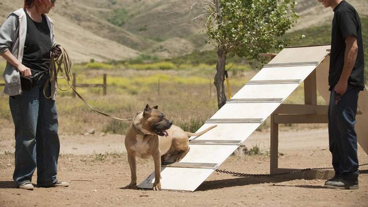 pitbulls auf bewährung