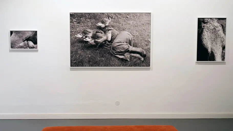tierisch fotogen