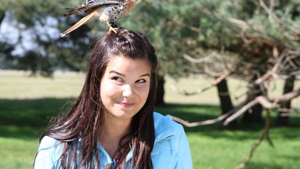anna und die wilden tiere